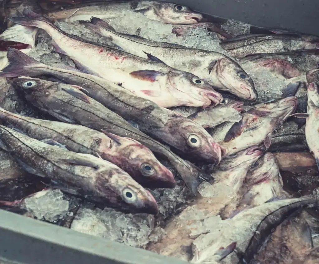 Fresh Haddock on Ice ready to auction