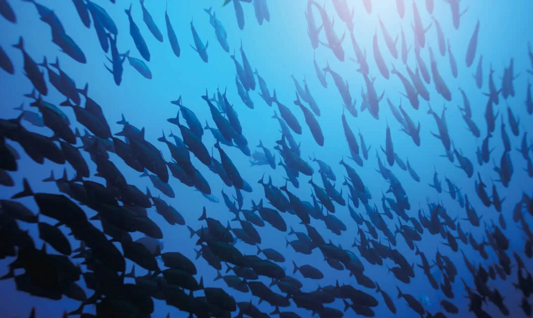 School of fish